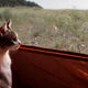 Illustration for article titled How To Take Your Cat Camping